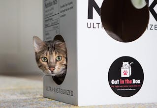 Cat in the Box gallery image