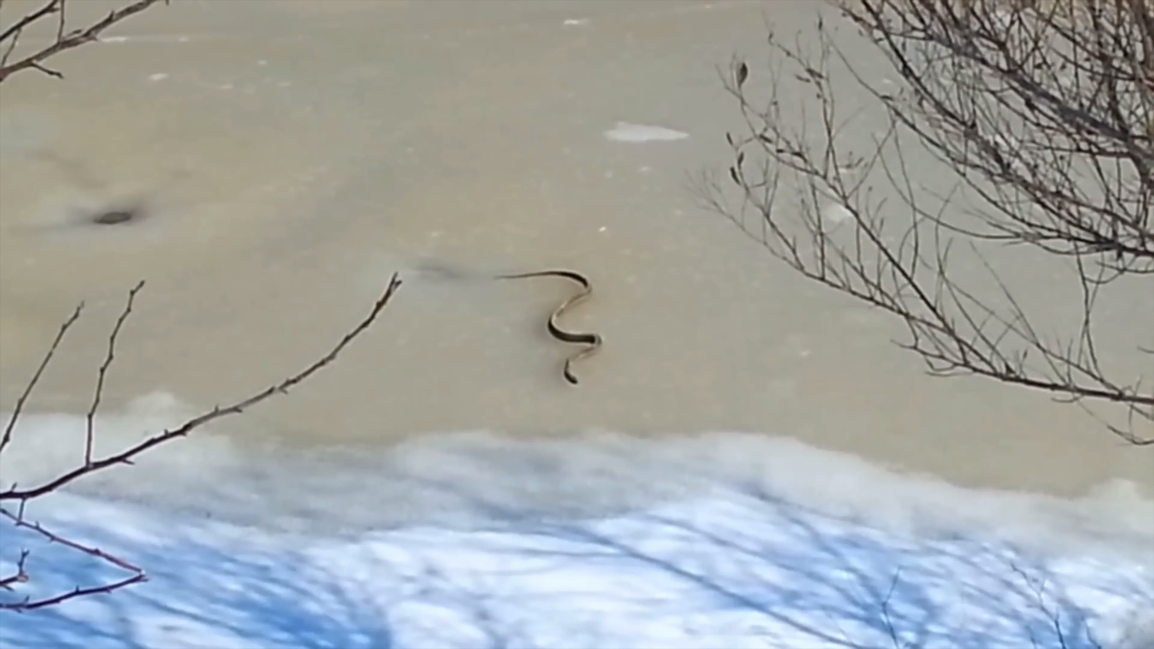 The scariest things found frozen in ice - The scariest things found frozen in ice media 6