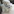 Maltipoo puppies for sale in Australia