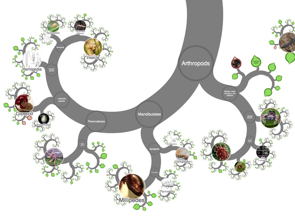 The Tree of Life gallery image