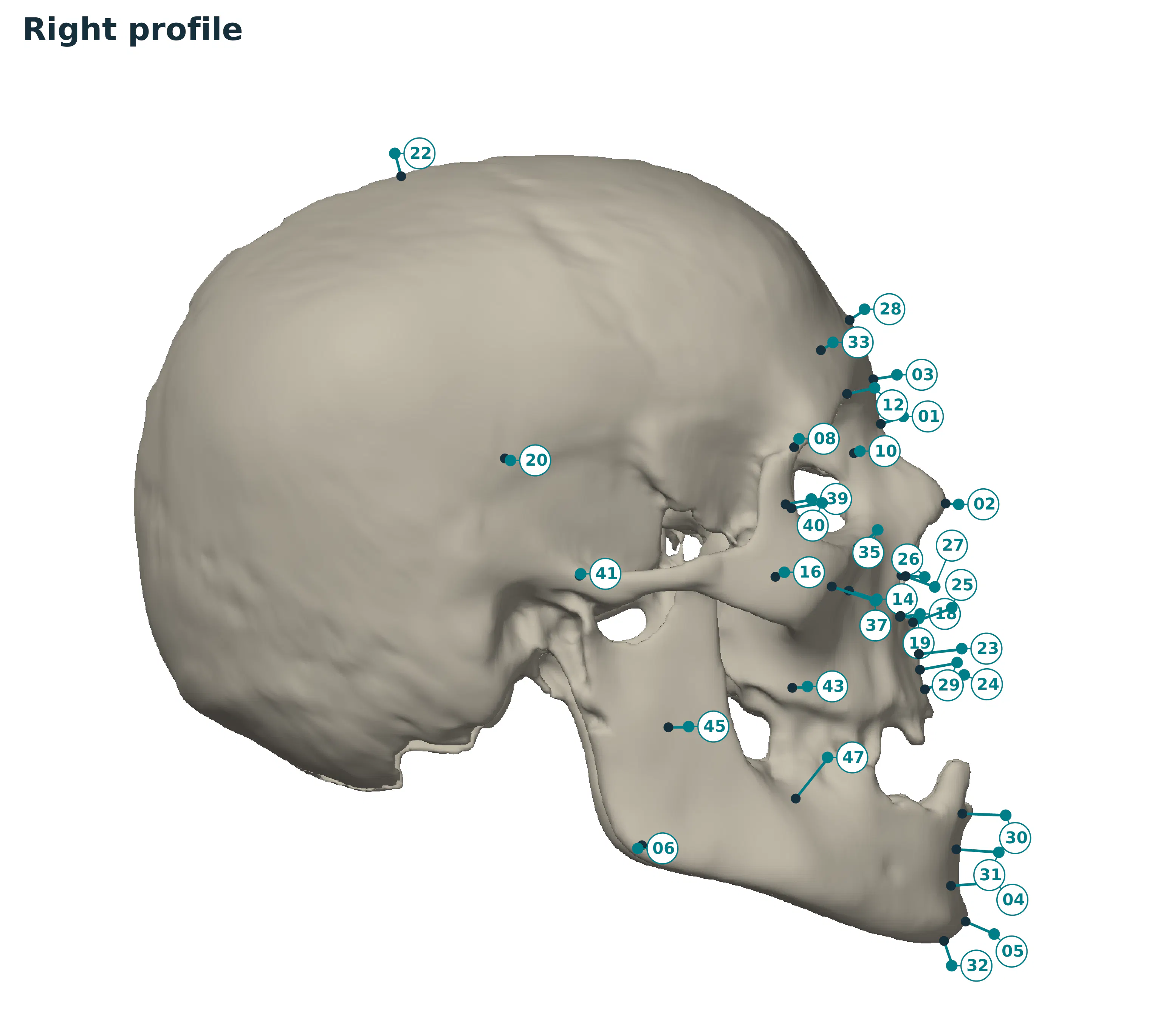 GNM Craniofacial Approximation gallery image