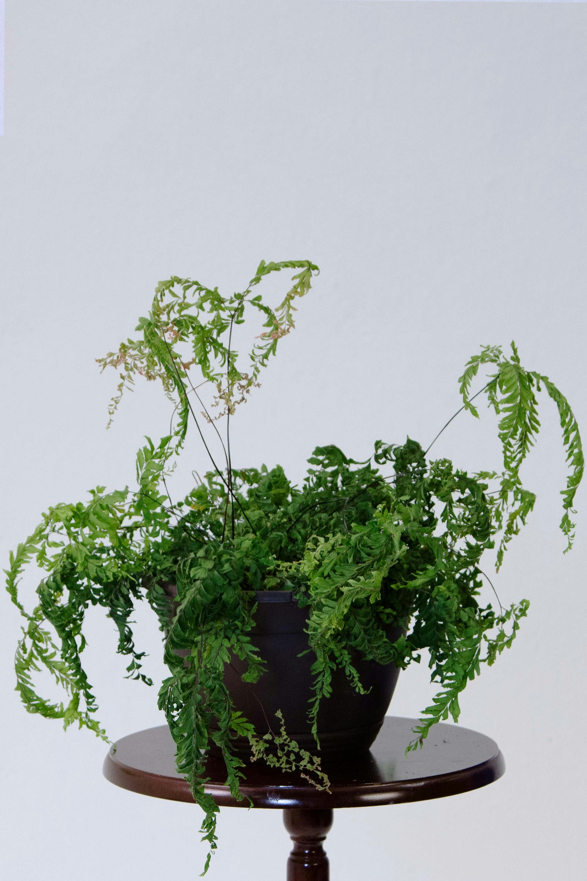 Slightly Browning Fake Plants gallery image