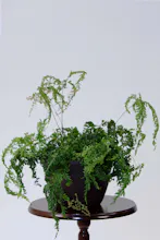 Slightly Browning Fake Plants gallery image