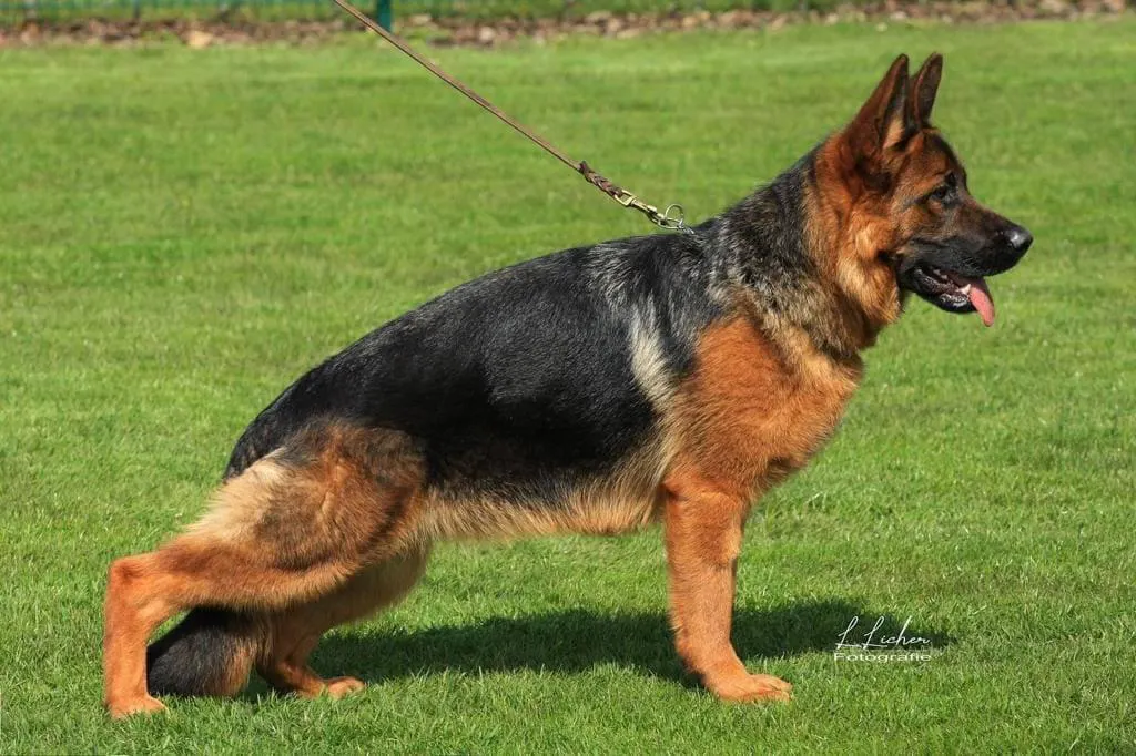 German Shepherd Dogs and Puppies  gallery image
