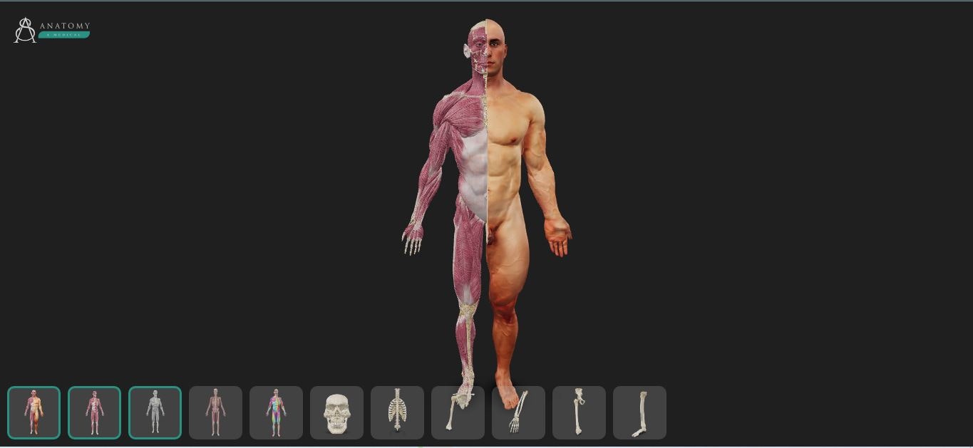 3D解剖学观众4艺术家 media 3