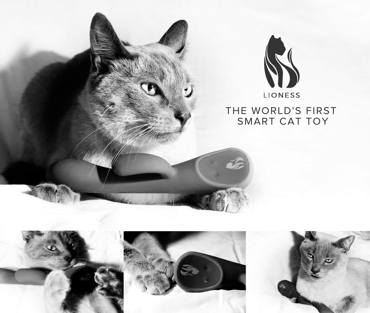 Lioness gallery image