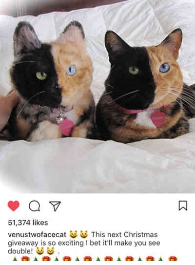 Cuddle Clones gallery image